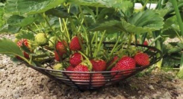 Typy tácků na jahody, jak to udělat sami